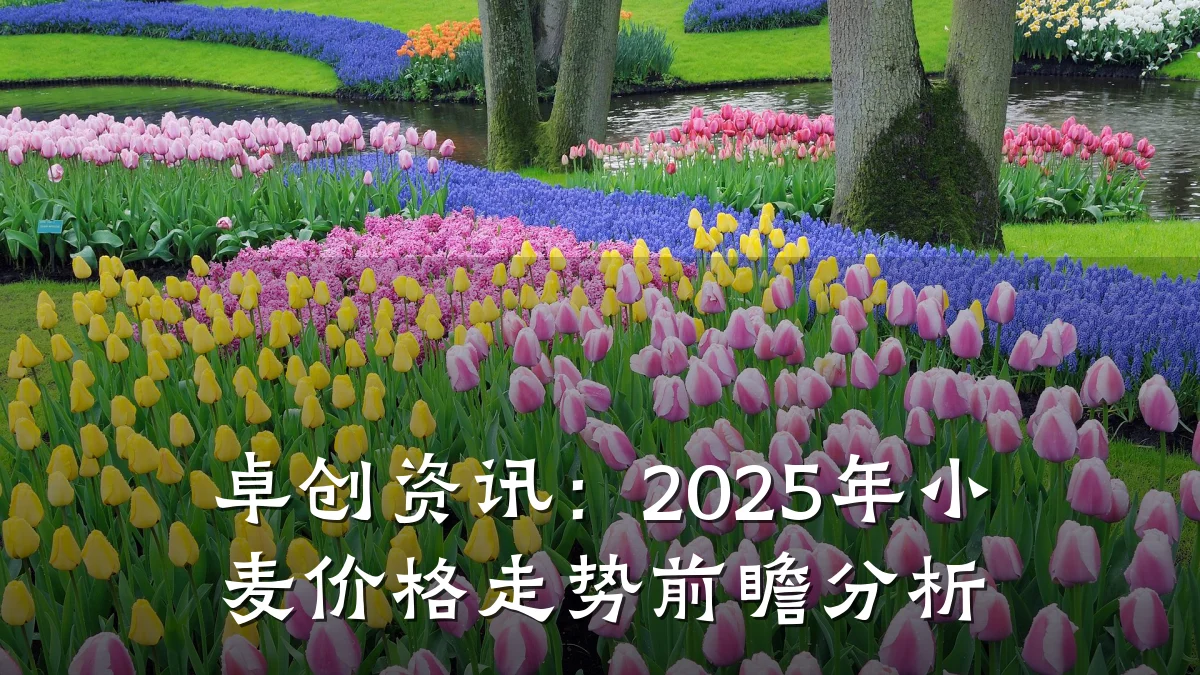 卓创资讯：2025年小麦价格走势前瞻分析