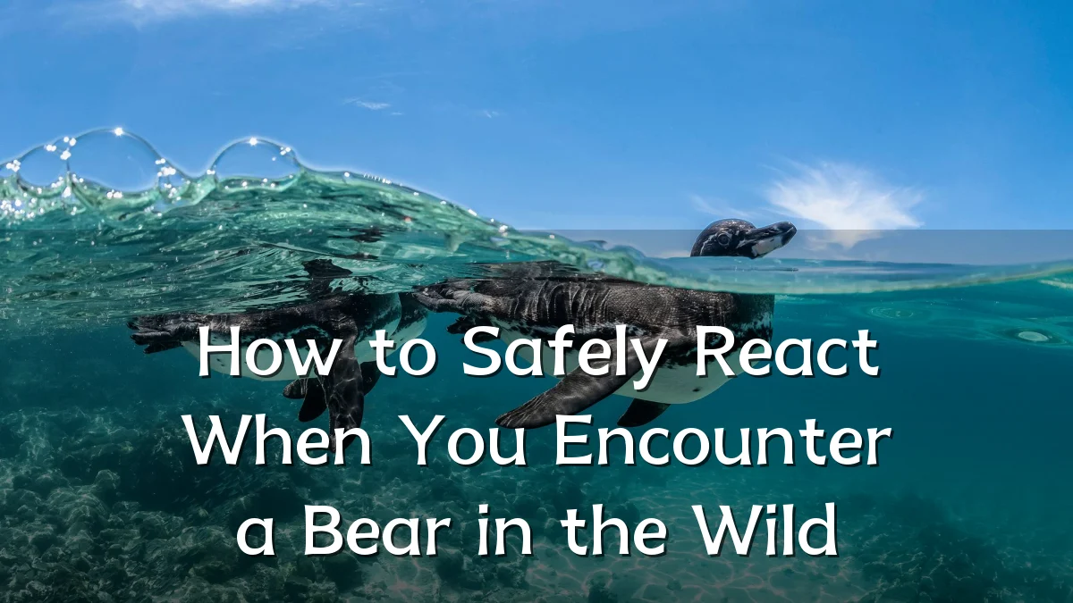 How to Safely React When You Encounter a Bear in the Wild