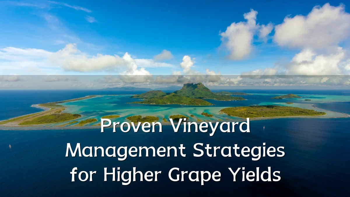 Proven Vineyard Management Strategies for Higher Grape Yields
